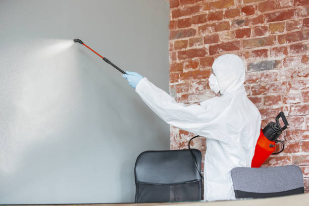 Best Black Mold Removal  in Lackawanna, NY