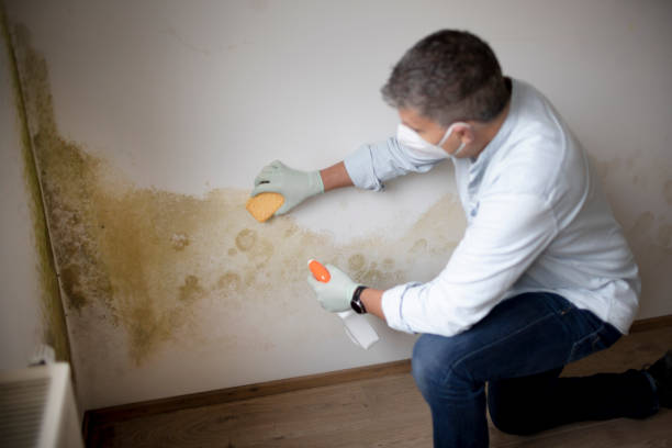 Best Forensic Mold Investigation  in Lackawanna, NY