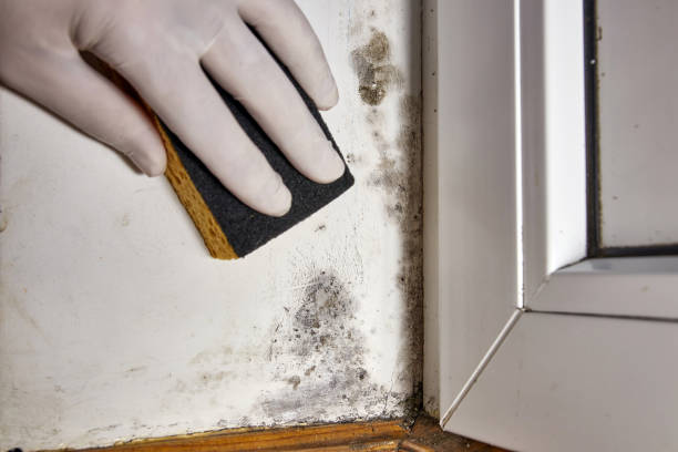 Professional Mold Removal in Lackawanna, NY