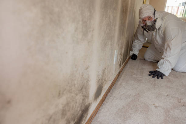 Best Mold Odor Removal Services  in Lackawanna, NY
